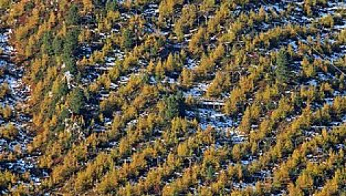 Lehren aus dem Stillberg in Davos: Nicht mehr in Reih und Glied sollen die Bäume stehen, heute wird beim Aufforsten eine Vielfalt an Struktur, Art und Alter angestrebt. (Foto: SLF) 