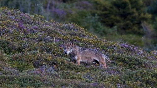 Symbolbild. Foto: Peter A. Dettling