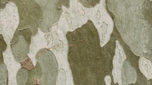 Zwischen dem 15. Oktober und dem 20. November kommt es im Raum S-chanf zu vermehrtem Schiesslärm und erhöhtem Flugbetrieb. Foto: Gabriella Clare Marino / Unsplash