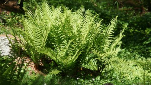 Der Wurmfarn sieht nicht immer gleich aus: Auf dem ersten Bild eine ganze Pflanze, auf dem Zweiten ein Einzelblatt mit Sporenlager. Fotos: Jürg Baeder
