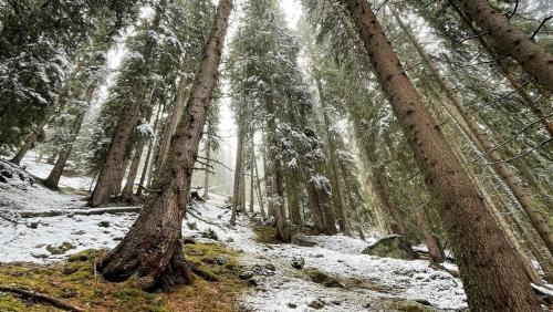 Die Bäume fangen den Schnee ab. Dieser verdunstet und gelangt so zurück in die Atmosphäre. Foto: Vincent Haagmans/SLF