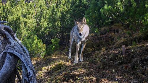 In Graubünden darf der Wolf künftig präventiv abgeschossen werden. Foto:SNP