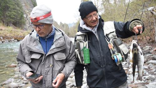 Bachforellen müssen zwischen 26 und 34 oder über 50 Zentimter lang sein, damit der Fischer sie behalten darf. (Foto: Bettina Gugger)