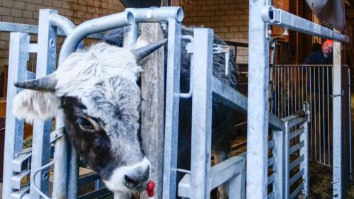 Der zweijährige Ochse im Fangmodul. Von hier bis zum Abtransport des toten Tieres vergehen keine zehn Minuten. Foto: Jon Duschletta