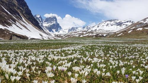 Frühlingserwachen im Val Tuoi. Foto: Leta à Porta
