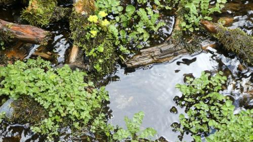 Die Brunnenkresse wächst bevorzugt in fliessenden, sauberen Gewässern und ist eine reichhaltige Quelle für Vitamine und Mineralstoffe. Fotos: Jürg Baeder