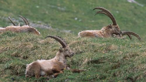 A man da la DNA da capricorns i’l PNS es gnüda cumprovada üna nouva metoda da retschercha fond adöver da l’aua (fotografia: mad).