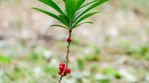 Echter Seidelbast im Frühherbst. Foto: Jon Duschletta