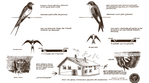 I’l cudesch da Steivan Brunies e Jean A. do que 61 tevlas cun descripziuns e disegns detaglios da plauntas e bes-chas ladinas (fotografia: mad).