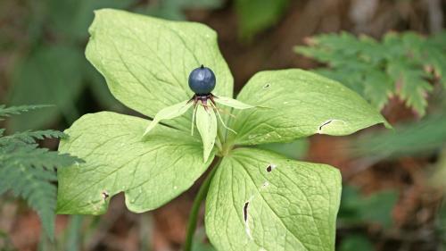 Bei der Einbeere sind alle Pflanzenteile giftig. Foto: Jürg Baeder