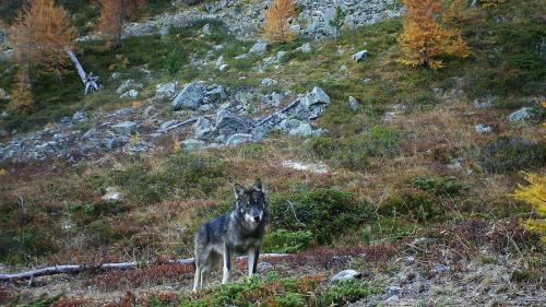 Im Engadin ist der Wolf nach wie vor präsent. Foto: Gruppe Wolf Schweiz