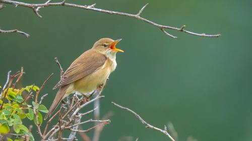 Il chanaröl lat: Acrocephalus palustris). fotografia: Shutterstock/Sander Meertins