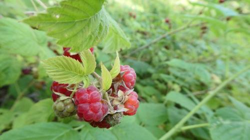 Aus der Himbeere lassen sich viele feine Sachen machen. Foto: Jürg Baeder