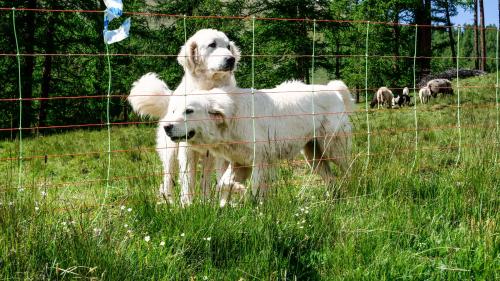 Vor 25 Jahren lanciert der WWF Graubünden das Projekt «Herdenschutz Graubünden», heute ein institutionalisiertes Projekt. Fotos: Jon Duschletta
