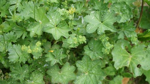 Der Frauenmantel wird als Bestandteil von Tees und für medizinische Anwendungen eingesetzt. Foto: Jürg Baeder