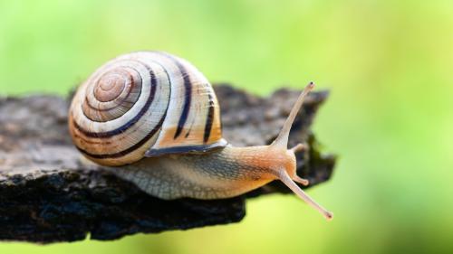 La lindorna da frus-chaglia, Hain-Schnirkelschnecke (Cepaea nemoralis), vain eir numneda stimulatura dal terrain (fotografia:ProNatura/Stéphane Vitzthum).