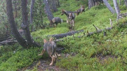 Symbolbild: Schweizerischer Nationalpark