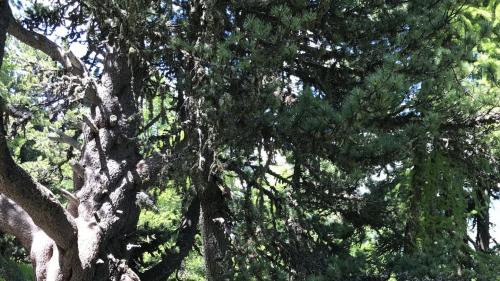 Die Arve erkennt man an ihrer knorrigen Gestalt und an ihren Nadelbüscheln, die aus fünf Nadeln bestehen. Foto: z. Vfg