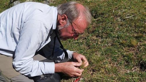 Im Sommer betreibt Romedi Reinalter viel Feldforschung. Foto: z.Vfg.