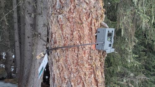 Üna camera da sulvaschina per controllar chi chi passa sülla ruta d’inviern vers il Piz Dora o il Piz Turettas  in Val Müstair (fotografia: Parc da natüra Biosfera Val Müstair).