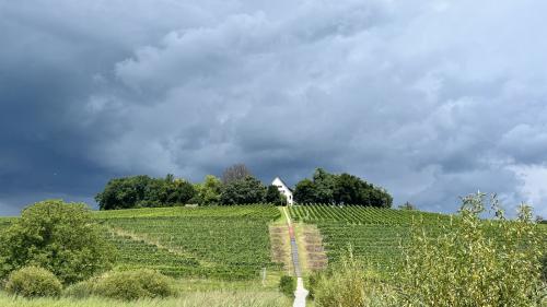 Wie angenehm wärs jetzt da oben, auf der Halbinsel Au am Zürichsee. Symbolbild: Jon Duschletta