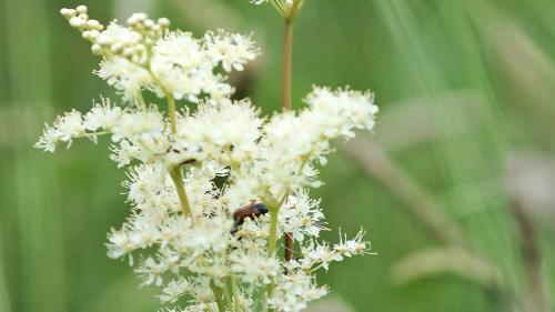 Der Mädesüss ist eine in Europa heimische Pflanze und bevorzugt feuchte, nährstoffreiche Standorte wie Wiesen, Gräben und Bachufer. Fotos: Jürg Baeder