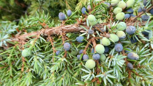 Die reifen, dunkelblauen Beeren des Wacholders – geschätzt als Gewürz und als Grundlage für Gin. Fotos: Jürg Baeder