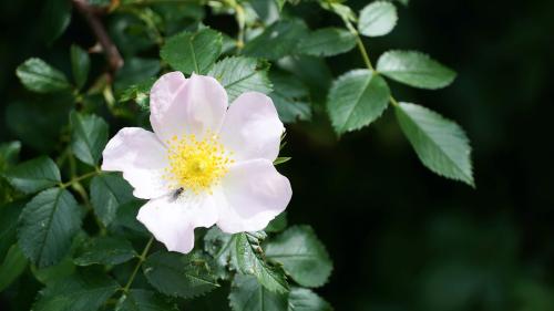 Aus der Hagerose mit rosa-weisslichen Blüten vor dem Laub werden schmackhafte Beeren. Fotos: Jürg Baeder