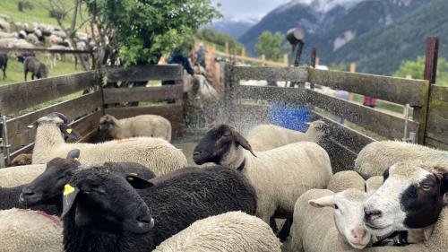 Die Schafe müssen durchs Räudebad, bevor sie auf die Alp dürfen. Foto: Fadrina Hofmann