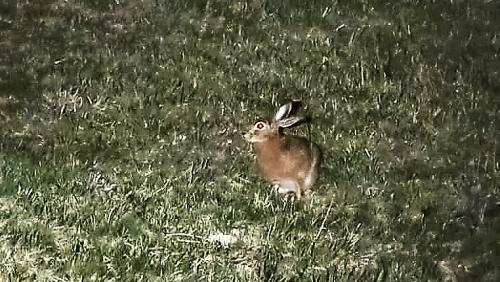 La leivra es fich activa i’l s-chür da la not (fotografia: RTR).