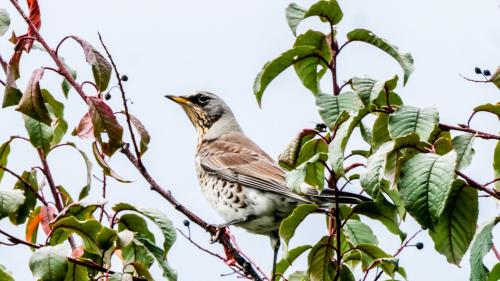 Wacholderdrossel. Foto: Jon Duschletta