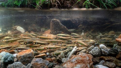 Obwohl die Elritze noch recht häufig vorkommt, ist sie in vielen Gewässern verschwunden. Foto: SFV/Jonas Steiner