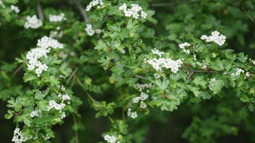 Weissdorne sind eine Pflanzengattung innerhalb der Familie der Rosengewächse. Foto: Jürg Baeder