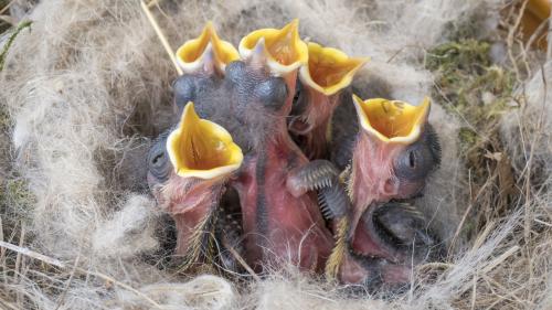 Findet man unbefiederte Nestlinge (im Bild Kohlmeisen), so brauchen sie die Hilfe einer Pflegestation.      Foto: Schweizerische Vogelwarte