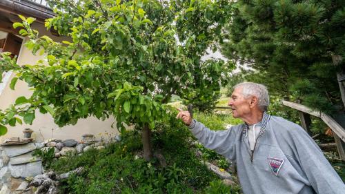 Walter Trachsler und sein selbstgezogener Apfelbaum.  Foto: Daniel Zaugg