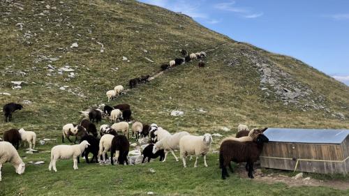 Die Schafe am Crap Puter sind nachts im Pferch, dennoch hat der Wolf hier Schafe gerissen. Foto: Fadrina Hofmann