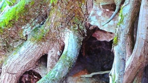 Las ragischs dan a l’artist Uriel Orlow indicaziuns a reguard la müdada dal clima (fotografia: Uriel Orlow).