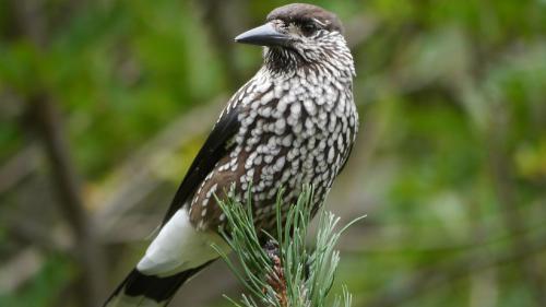 Üna graglia cun seis bel büschmaint sgaglià (fotografia: mad).