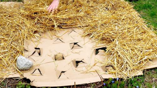 Kartoffeln gedeihen, strohbedeckt, auch direkt auf dem Gras. Foto: Katharina von Salis