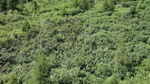 Quia ün exaimpel da pas-ch alpin creschü aint (fotografia: Manuel Schneider Agroscope).