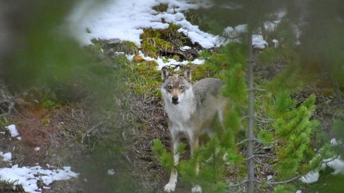 Symbolbild: Claudio Irniger