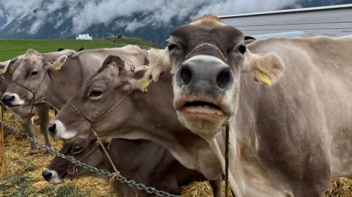 160 vachas s’han partecipadas a la concurrenza (fotografia: Martin Camichel).
