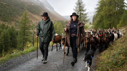 La s-chargiada da las chavras da l’Alp Suot Val Tuoi es minch’on ün’attracziun particulara (fotografia: Dominik Täuber).
