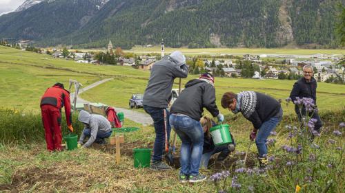 Nuno Freitas Gonçalves (links), Ulrich Moser und die anderen Klienten der Ufficina Samedan machen sich ans Kartoffelernten. 			
Fotos: Valentina Baumann