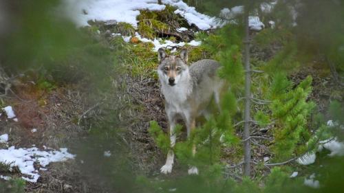 Der Wolf ist nach wie vor in aller Munde. Foto: Claudio Irniger / SNP