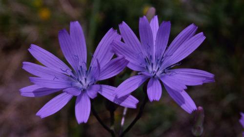 Die Wegwarte kann blau oder auch violett sein. Foto: Jürg Baeder