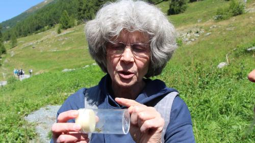 Angelika Abderhalden bestimmt die in der Val Susauna gefangenen Heuschrecken. Fotos: Stefanie Wick Widmer