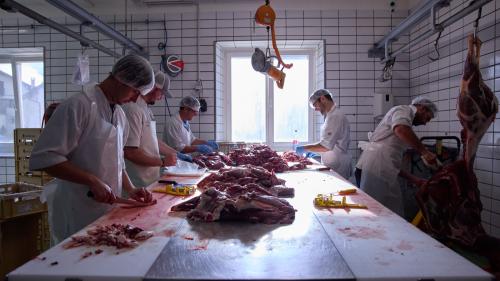 Il temp da chatscha es il temp il plü intensiv illa bacharia Hatecke a Scuol. Fin 700 tschiervis, chavriöls e chamuotschs elavuran ils bachers in quel temp. fotografias: Michael Steiner/fmr
