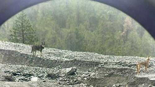 Im Unterengadin hat sich ein Wolfspaar angesiedelt. Foto: z.Vfg.
