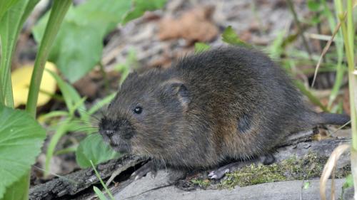 Vor Kurzem ist in Tschlin erstmals im Engadin die Schermaus entdeckt worden. Sie wiegt mit etwa 100 Gramm drei Mal so viel wie eine einheimische Feldmaus.					Foto: J.L. Hlasek